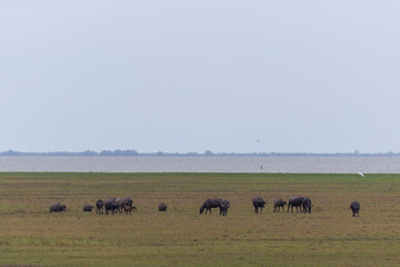Water buffalo walking in paady rice field and pond, Signature of Ta-la-Noi sea travel attraction place in Phathalung province,Thailand.