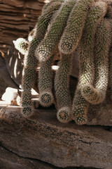 Closeup of spines on cactus, background cactus with spines.