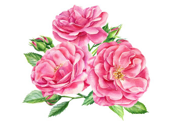 Pink bouquet of beautiful roses, leaves and buds on a white background, watercolor botanical painting