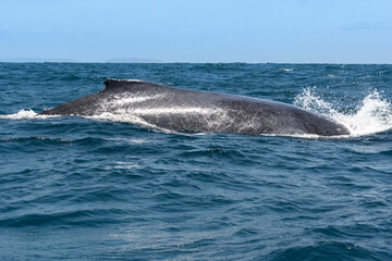 Obraz premium Humpback whale sailing in Machalilla National Park, Ecuador