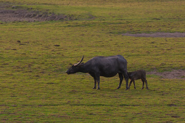 Water buffalo walking in paady rice field and pond, Signature of Ta-la-Noi sea travel attraction place in Phathalung province,Thailand.