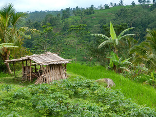 A shack for rice farmers to avoid bad weather with Rice terraces in the background in Bali, Indonesia