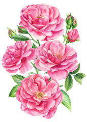 Bouquet of beautiful roses, watercolor flowers on an isolated background