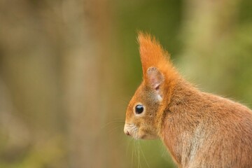 Eurasian red squirrel portrait, sciurus vulgaris