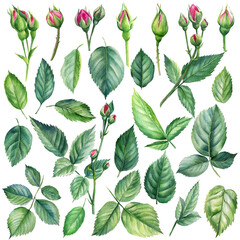 Set of green rose leaves and buds on a white background, watercolor botanical painting
