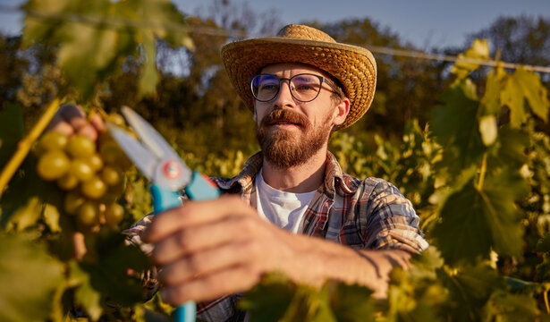 Bearded winemaker harvesting grapes on farm