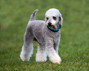 Poodle x Bedlington Terrier