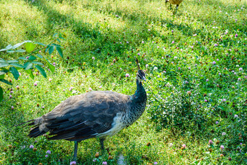 Grey peacock female on the green grass