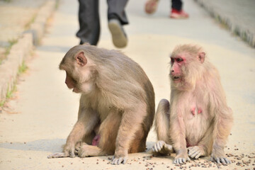 wild life in sudarbon, biggest delta in world