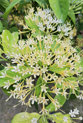 beautiful yellow ixora flower in nature