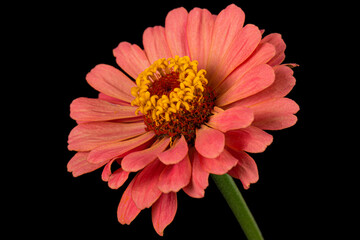 Red flower of zinnia, isolated on black background