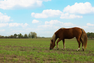 Naklejka na ściany i meble Horse grazing in the green field in the morning