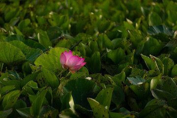 Pink beautfiule lotus with lilly pad in warter area pond, Lotus is very significant flower for buddhism.