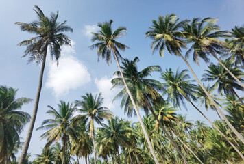 Fototapeta na wymiar coconut tree with blue sky 