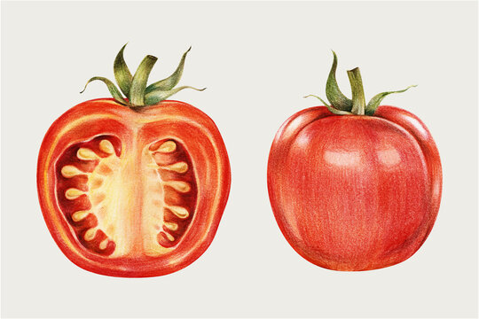 Fresh tomato vintage vector hand-drawn