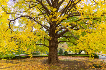 close-up of gingko tree in autumn