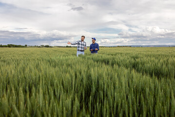 Two farmers standing in green wheat field examining crop. © Zoran Zeremski