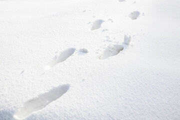 真っ白な雪に残った足跡