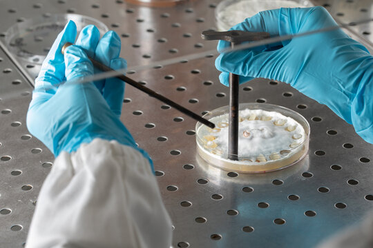 Scientist working under a sterile laminar flow hood to produce mycelium explants from agar grown mold, detail of hands with blue gloves