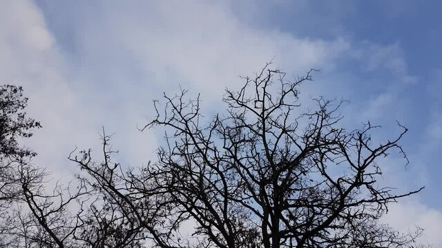 Bare tree silhouette in blue cloudy evening sky.