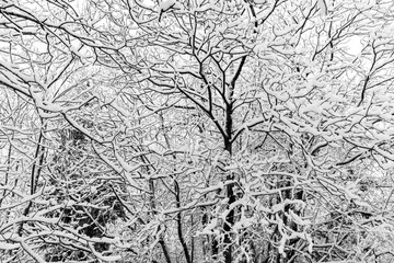 Trees covered by snow in winter, making beautiful and abstract textures