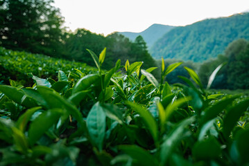 Tea Leaves Plantation The northernmost tea in the world grows in the mountains of Sochi Russia Green background