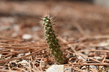 Petit cactus