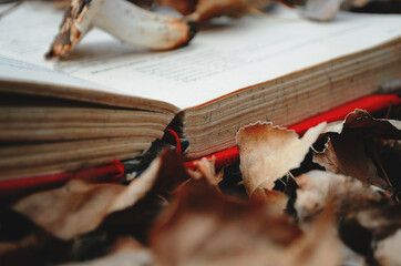 Autumn time. The book under the dry leaves