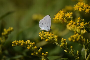 Papillon blanc