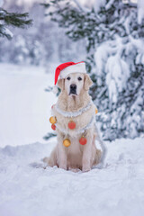 a dog with Christmas decorations and a santa hat sits in the winter snow