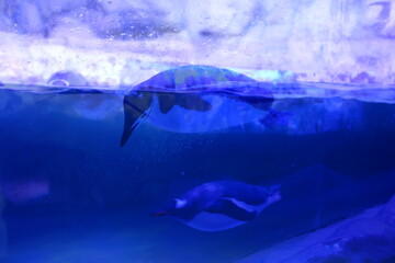 penguins in aquarium