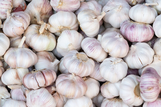 A close-up shot of fresh garlic clove on market.Top view for background
Spicy cooking ingredient picture. Pile of white organic garlic heads.