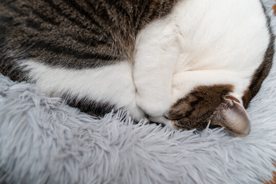 丸まって眠る猫　キジトラ猫
