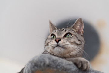 くつろぐ猫　サバトラ猫