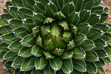 The top view of the Royal agave.