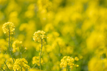 黄色に染まる菜の花畑