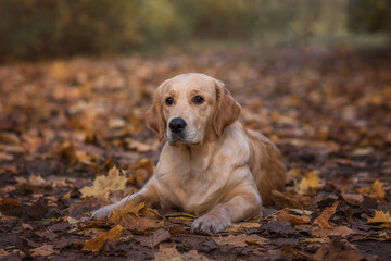 golden retriever dog in autumn