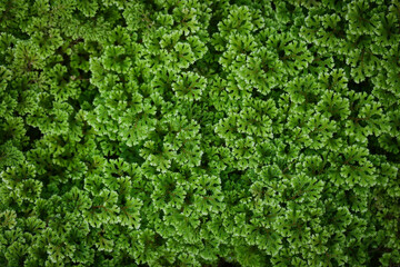 Green background image of Garden selaginella.