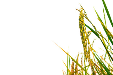 fresh bouquet group yellow paddy before milling on isolated on white background. golden rice on brown copy space.