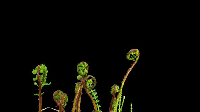 Time-lapse of growing baby fern and other plants 1e3 in RGB + ALPHA matte format isolated on black background
