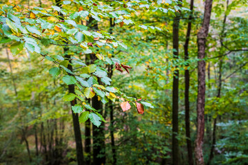 Autumn emotions in the Val d'Arzino. Magical Friuli.