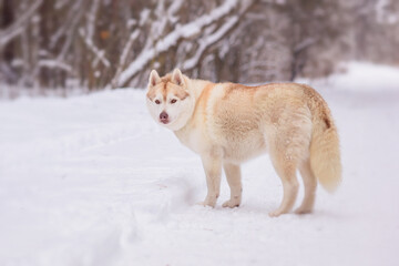 Winter photography of Siberian Husky dog staying on the road. Pet portrait of a  dog in winter day.