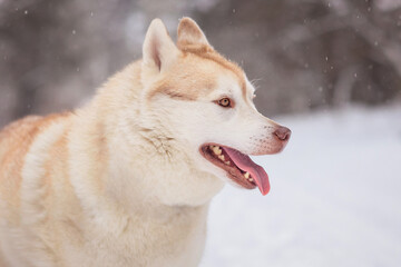 Winter photography of Siberian Husky dog staying on the road. Pet portrait of a  dog in winter day.
