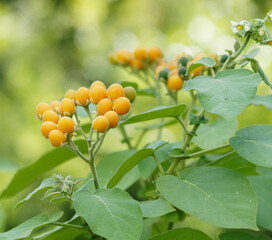 Solanum abutiloides | Morelle faux-abutilon ou nain Tamarillo, petit arbuste à petites baies...