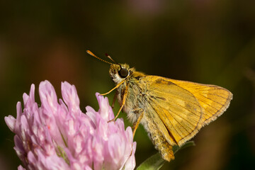 A large skipper butterfly, Ochlodes sylvanus. Beautiful butterfly on a clover flower. Place for text.