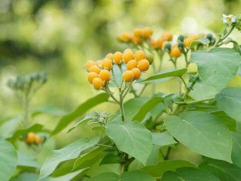 Solanum abutiloides | Morelle faux-abutilon ou nain Tamarillo