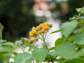 (Solanum abutiloides) Morelle faux-abutilon ou Tamarillo nain à petits fruits poilus jaune orangé...