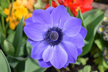 Fleur mauve © Charles