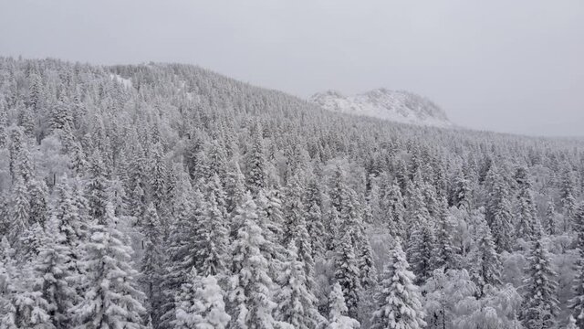 Aerial view of a snowy winter forest during a snowfall coniferous mountain forests.