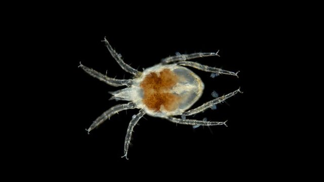 Acari(mite) living in water under a microscope, the superfamily Halacaroidea, the order Trombidiformes. Sample found in the Volga River